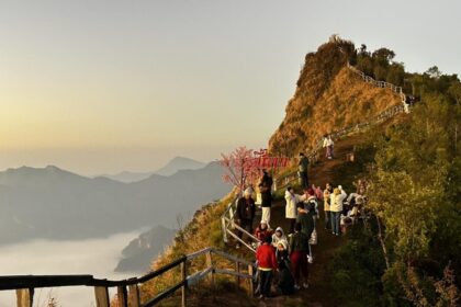 Chiang Rai Mountains Cherry Blossoms