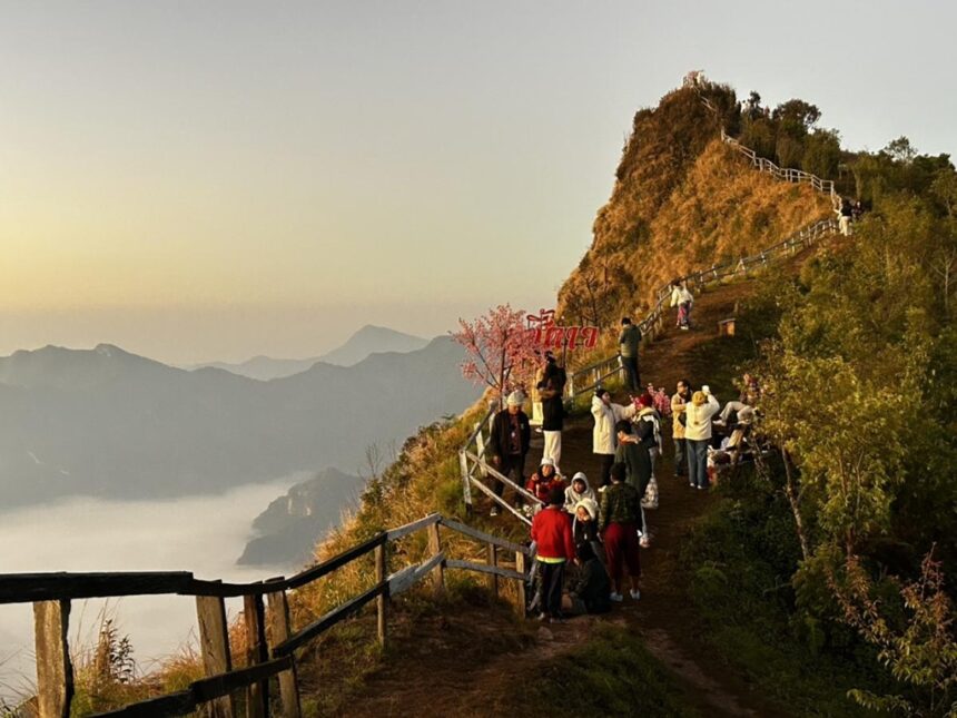 Chiang Rai Mountains Cherry Blossoms