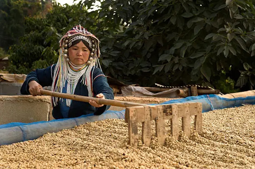 Coffee Harvest Doi Chang Chiang Rai