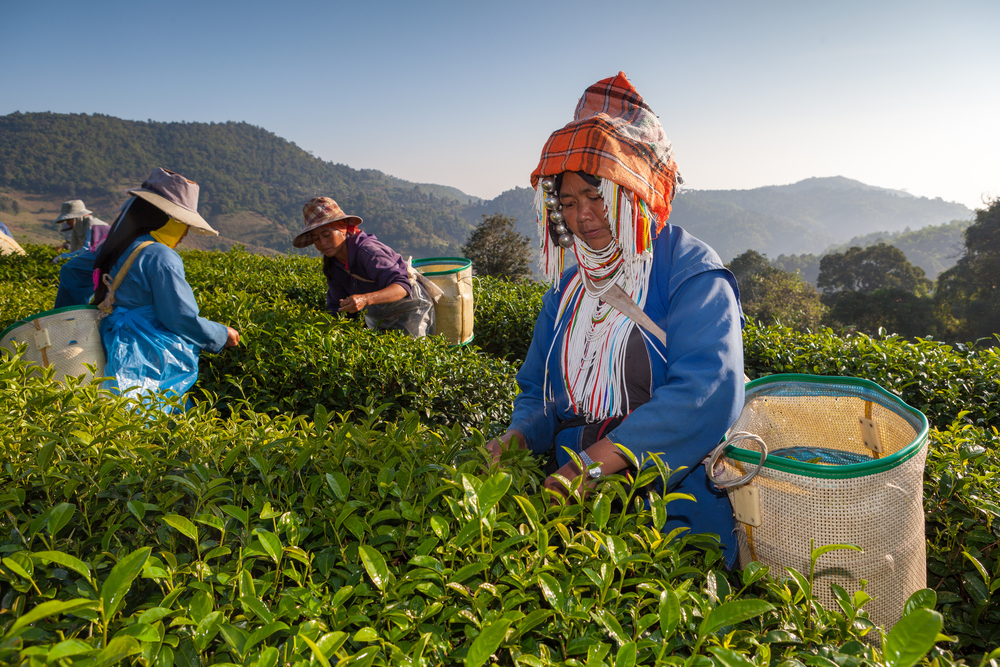 Tea Plantations of Chiang Rai