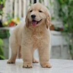 Golden Retriever Puppies