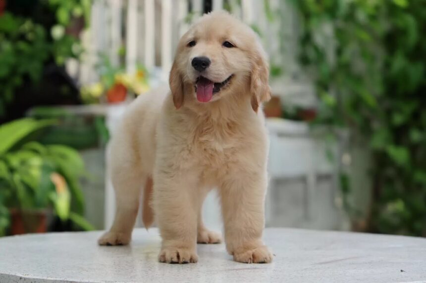 Golden Retriever Puppies