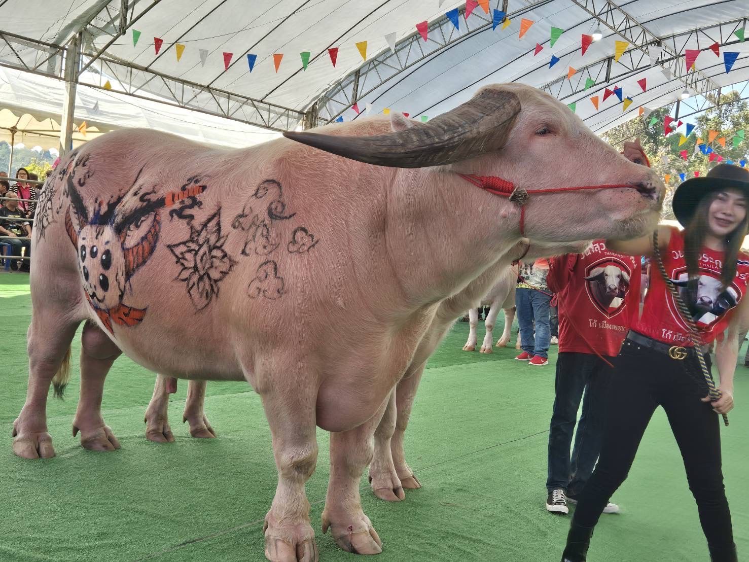 Chiang Rai Buffalo Beauty Contest