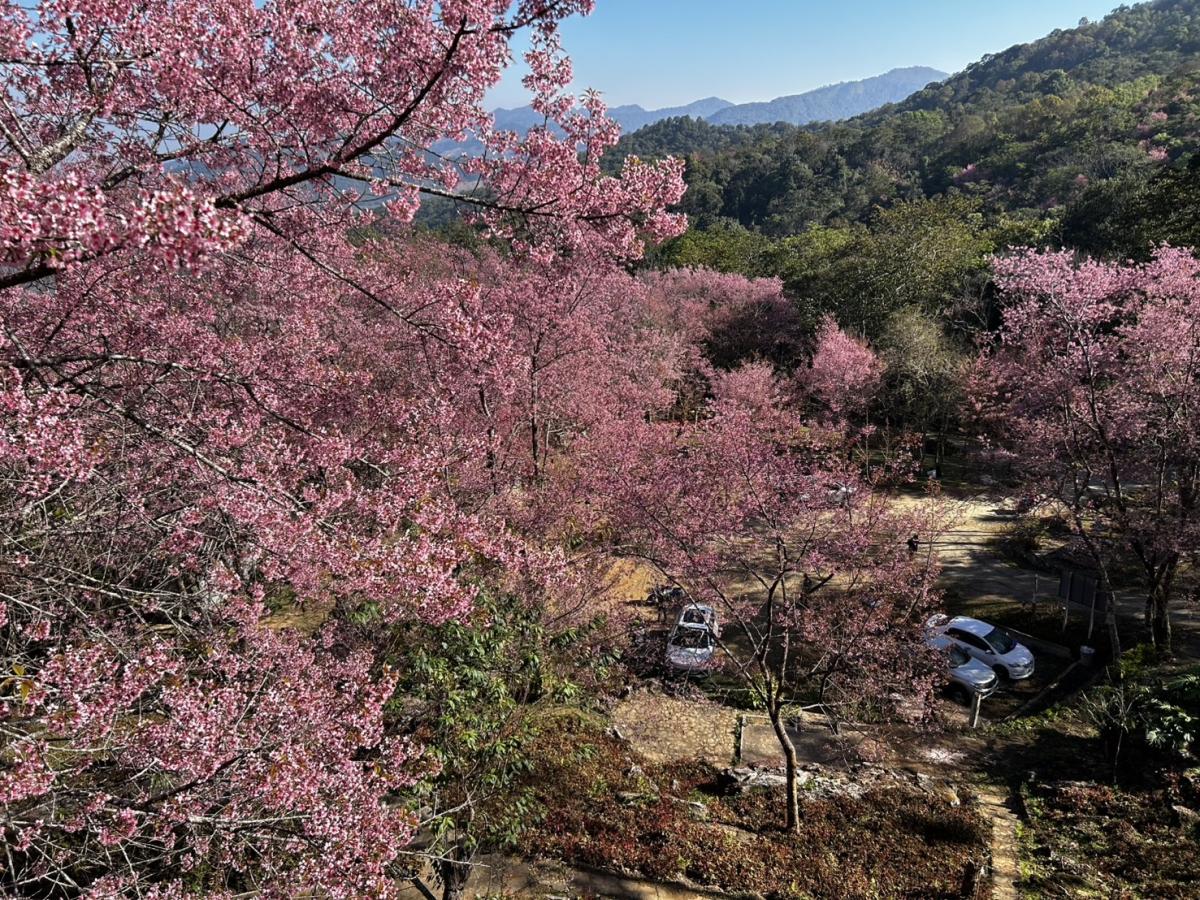 wild Himalayan cherry blossoms Chiang Rai