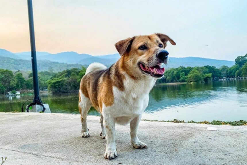 Dog Chiang Mai