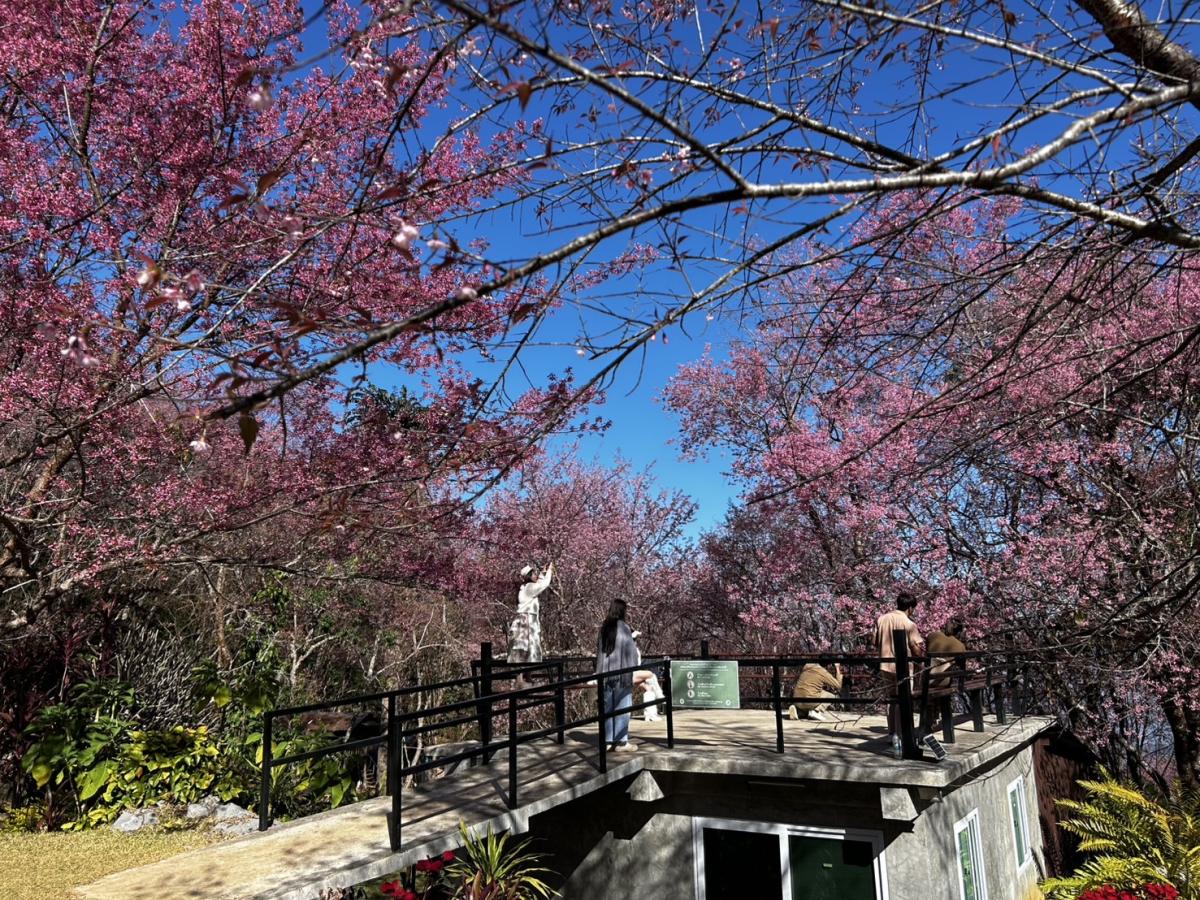 wild Himalayan cherry blossoms Chiang Rai