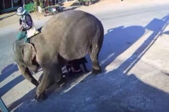 The startled elephant dips toward the ground, above the woman handler and the girl.