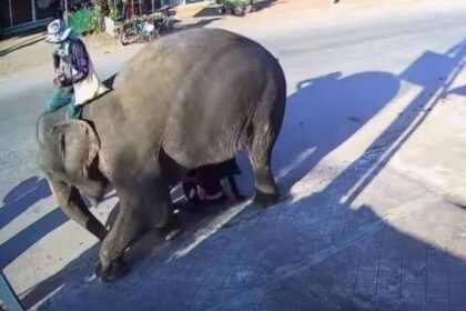 The startled elephant dips toward the ground, above the woman handler and the girl.