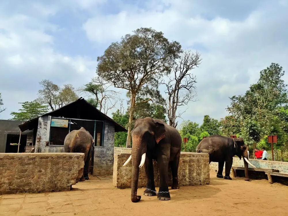 Dubare Elephant Camp is a gem for nature and wildlife enthusiasts.