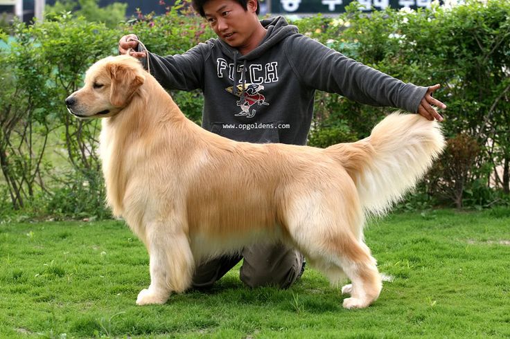 Thailand Golden Retrievers 