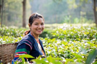 Exploring Thai Tea Culture in Chiang Rai, Thailand