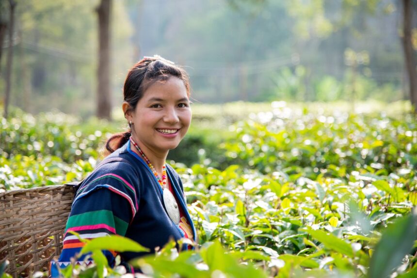 Exploring Thai Tea Culture in Chiang Rai, Thailand