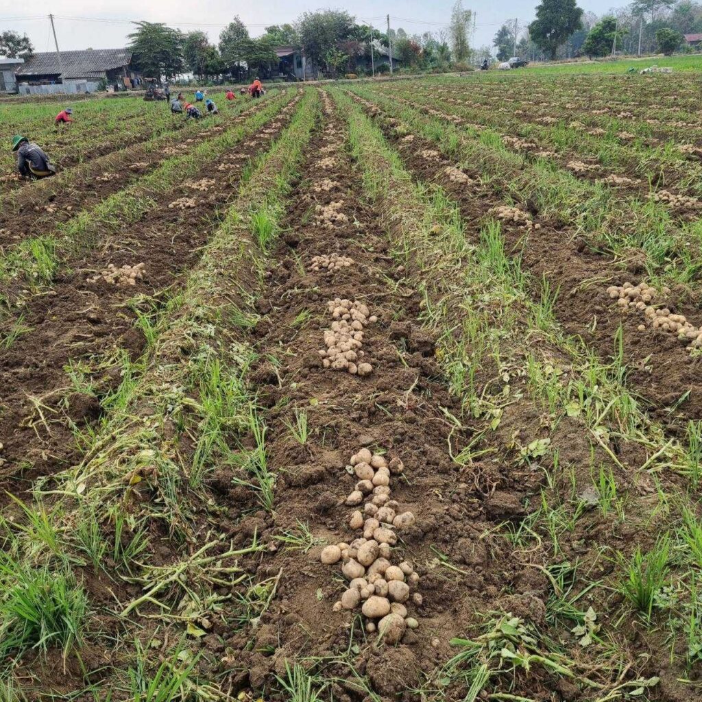 Chiang Rai Potato Farmers