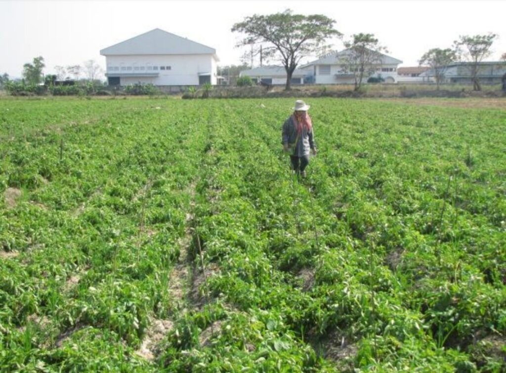 Chiang Rai Potato Farmers