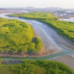 Mangrove ecosystem