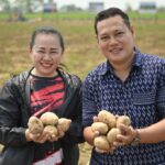 Chiang Rai Potato Farmers