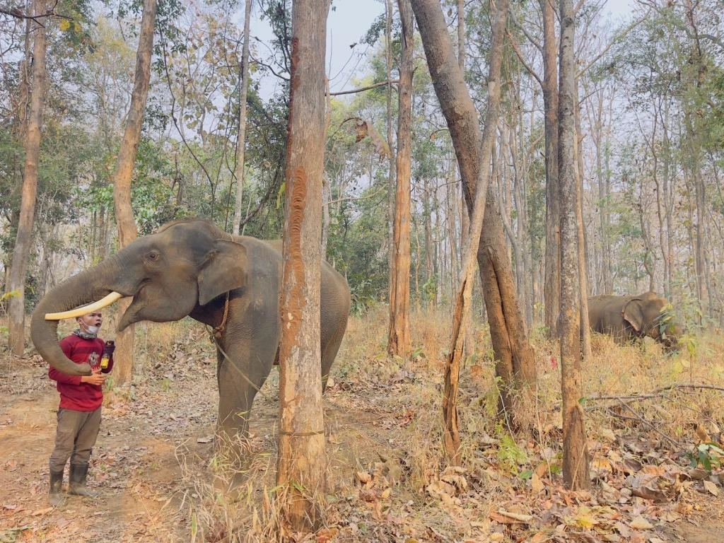 elephants forest fires in chiang mai.