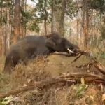 Chiang Mai Elephant Camps Join Forces to Battle Forest Fires