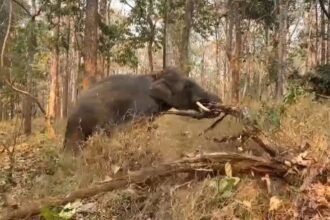 Chiang Mai Elephant Camps Join Forces to Battle Forest Fires