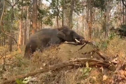 Chiang Mai Elephant Camps Join Forces to Battle Forest Fires