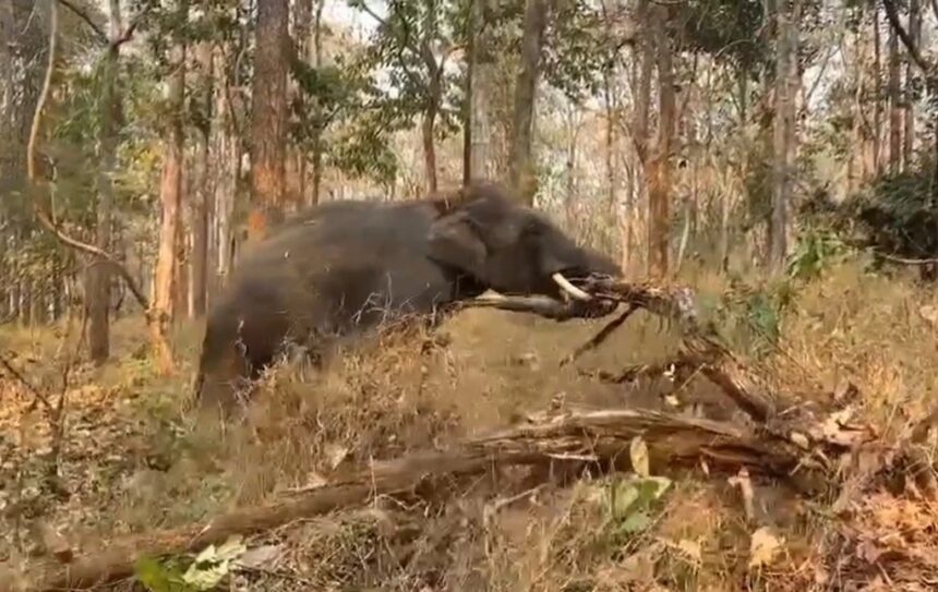 Chiang Mai Elephant Camps Join Forces to Battle Forest Fires