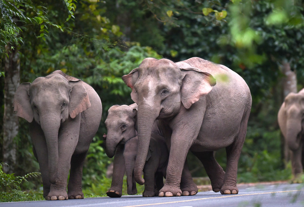 Thailand National Parks Guide